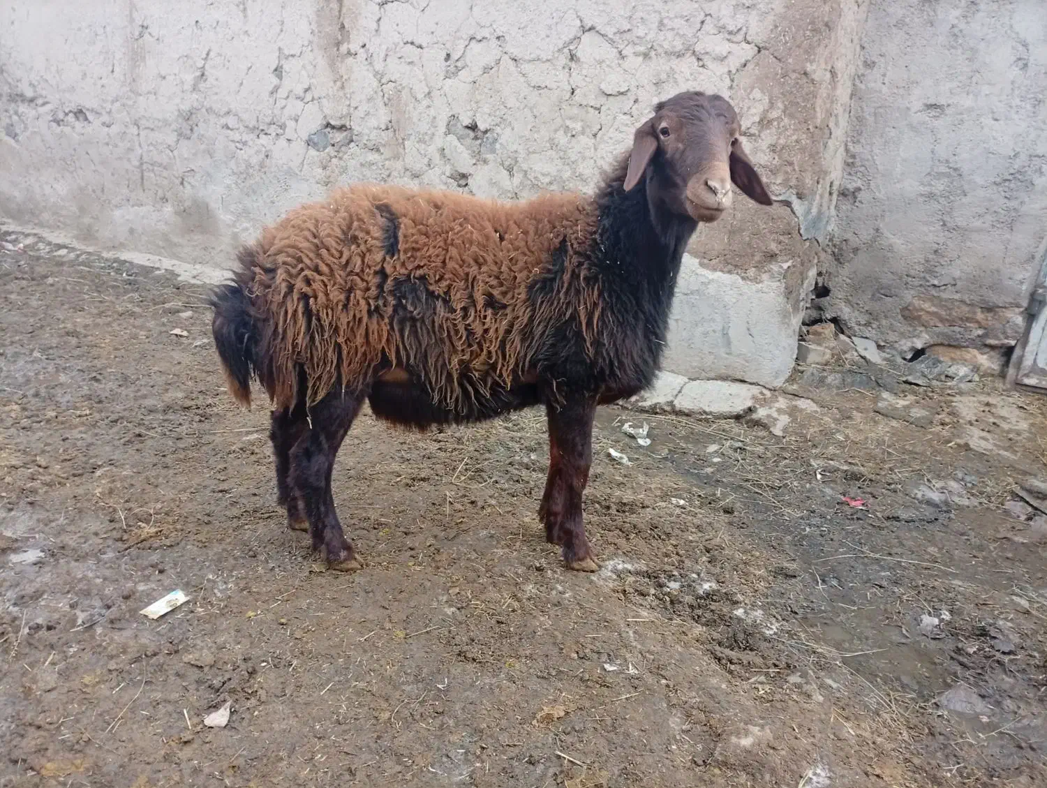 بره قوچ هترو|حیوانات مزرعه|قره پشتلو, |دیوار