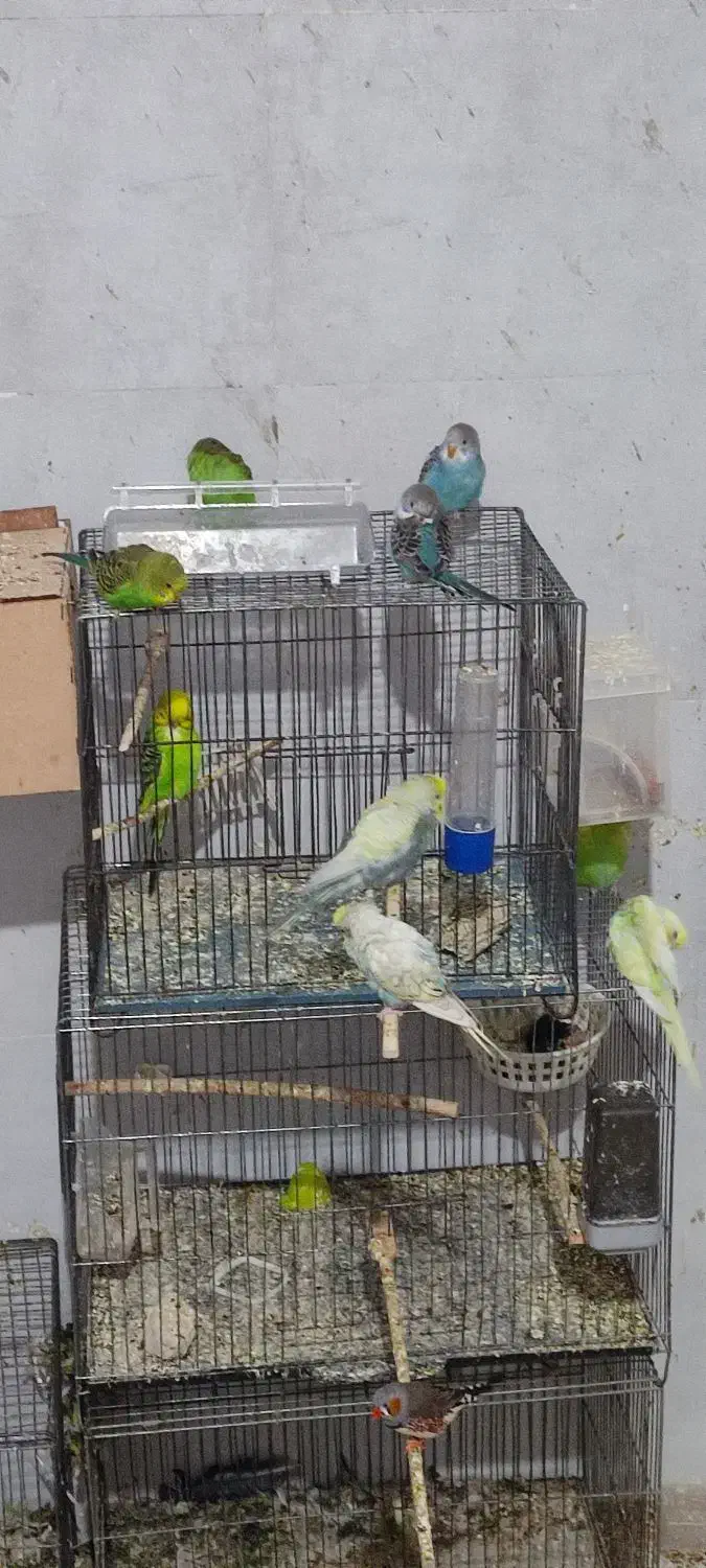 گلدین نرگسی،کرواتی ،مرغ عشق ،قناری،کبوتر دم چتری|پرنده|تهران, حکیمیه|دیوار