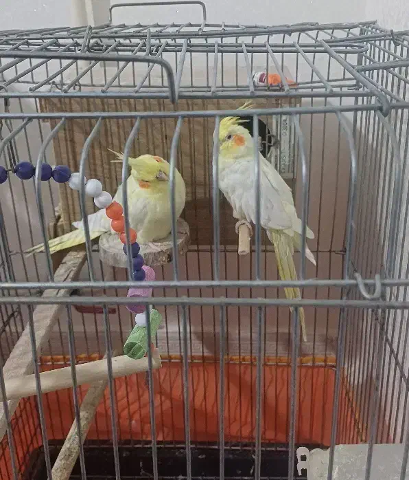 جفت عروس هلندی|پرنده|زنجان, |دیوار