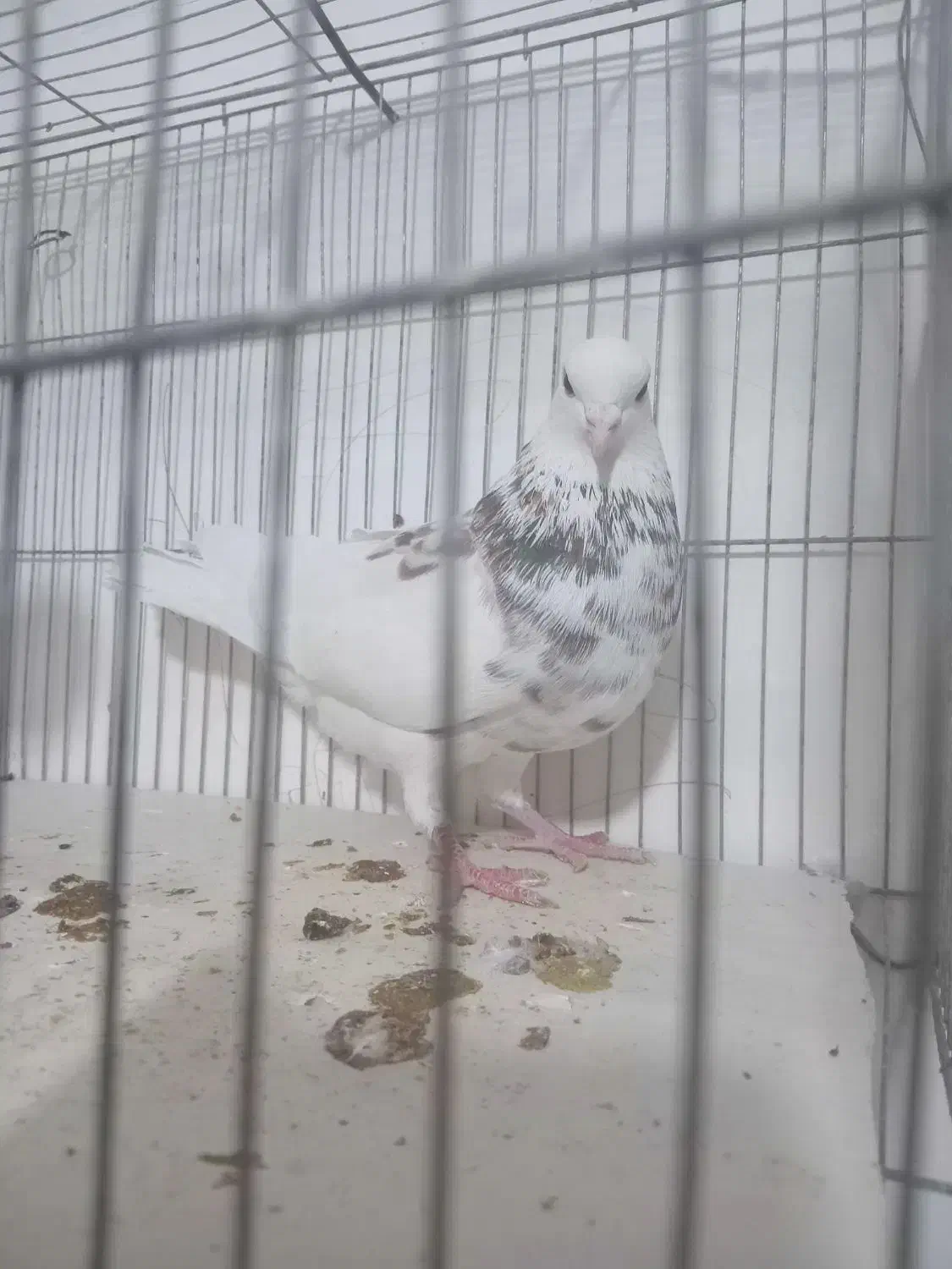 طوق سور کلاهی|پرنده|کرمان, |دیوار