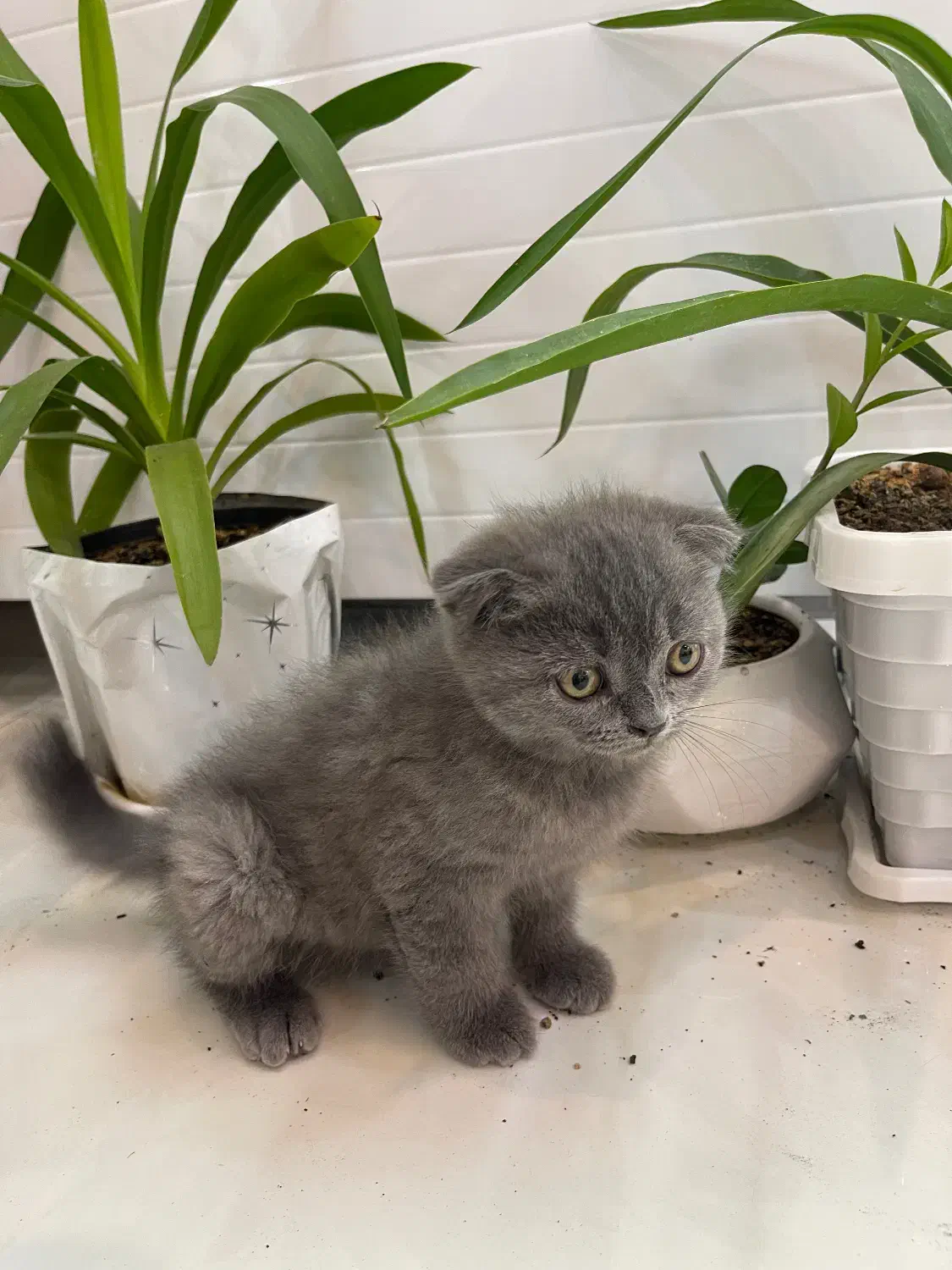 گربه اسکاتیش|گربه|شیراز, تپه تلویزیون|دیوار