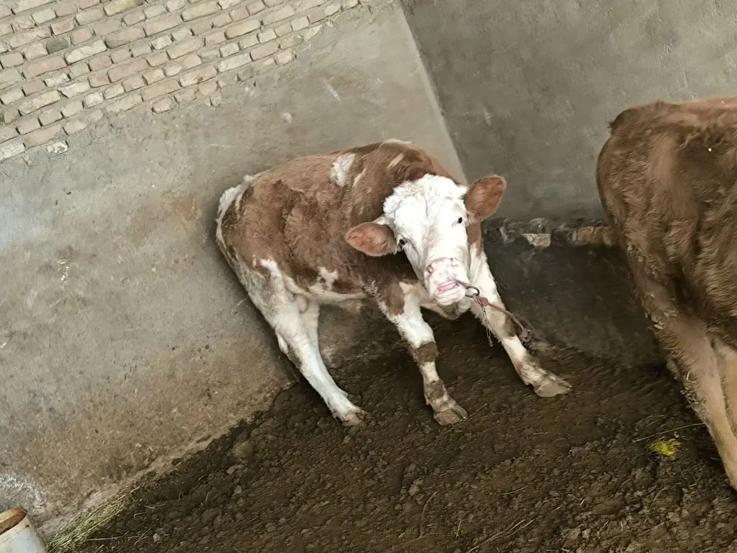 گوساله نر و ماده|حیوانات مزرعه|لالجین, |دیوار