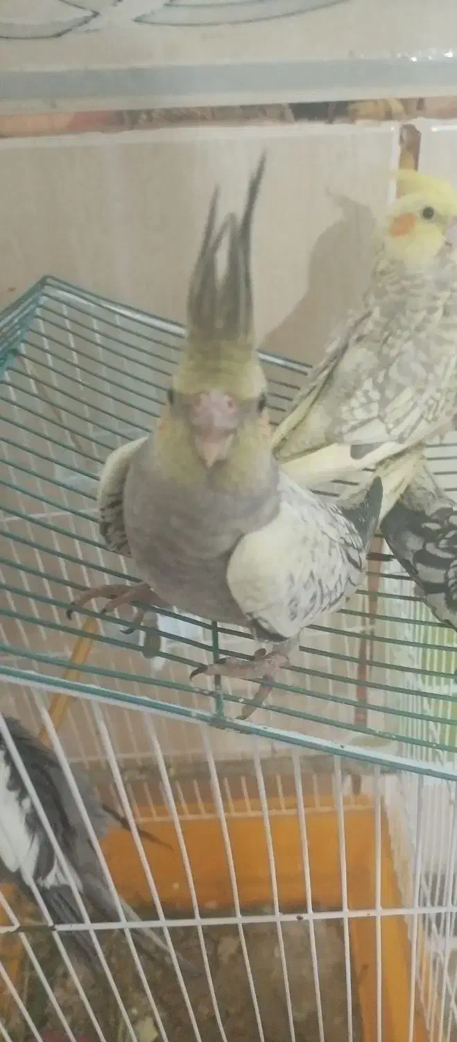 جوجه عروس هلندی|پرنده|چابهار, |دیوار