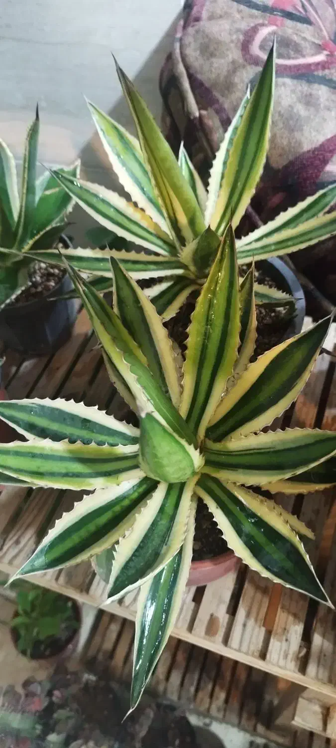 گل زیبا|گل و گیاه طبیعی|شاهرود, |دیوار