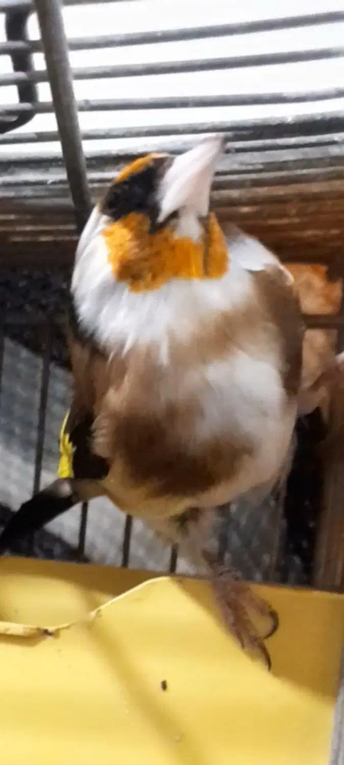 دو عدد سهره نشون دار|پرنده|پاکدشت, پاکدشت (مامازند)|دیوار