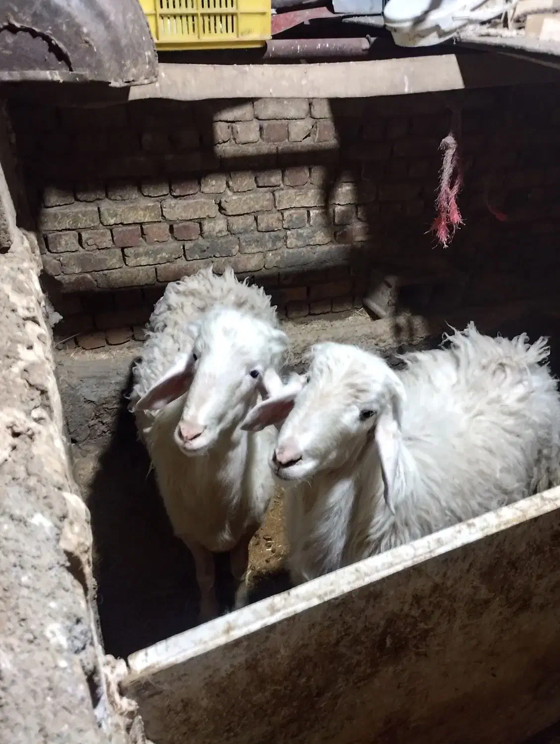 گوسفند.میش.بره.قوچ.سفیدافشار|حیوانات مزرعه|داران, |دیوار