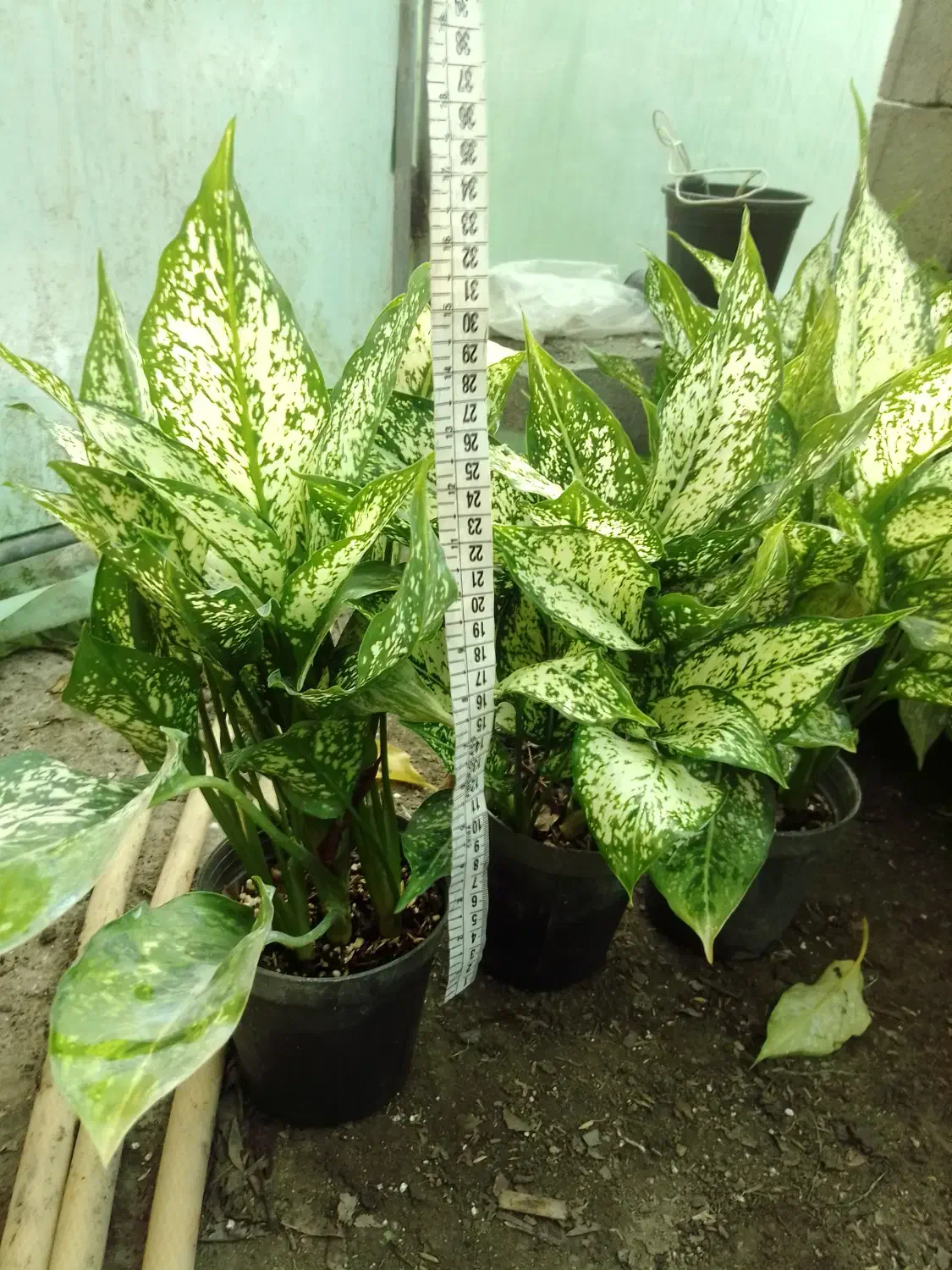 گل طبیعی آگلونما برفی گلدون ۱۴|گل و گیاه طبیعی|زرگرشهر, |دیوار