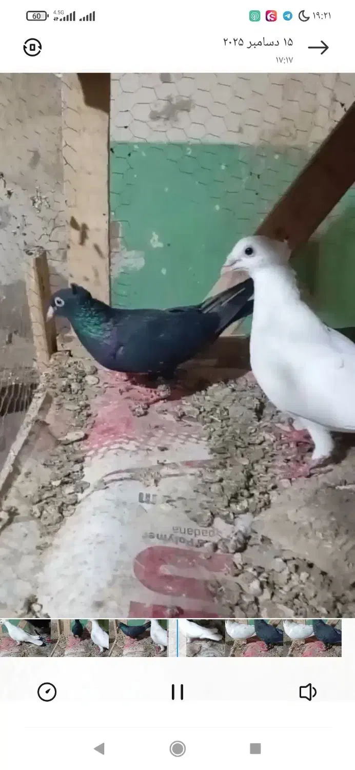 کبوتر کرمانی|پرنده|زاوه, |دیوار