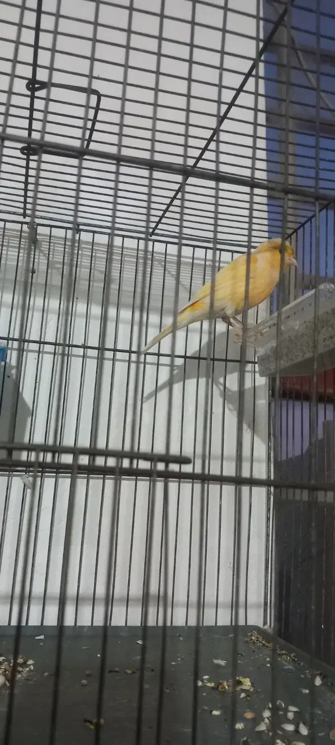 جفت قناری کار داده|پرنده|کرمان, |دیوار