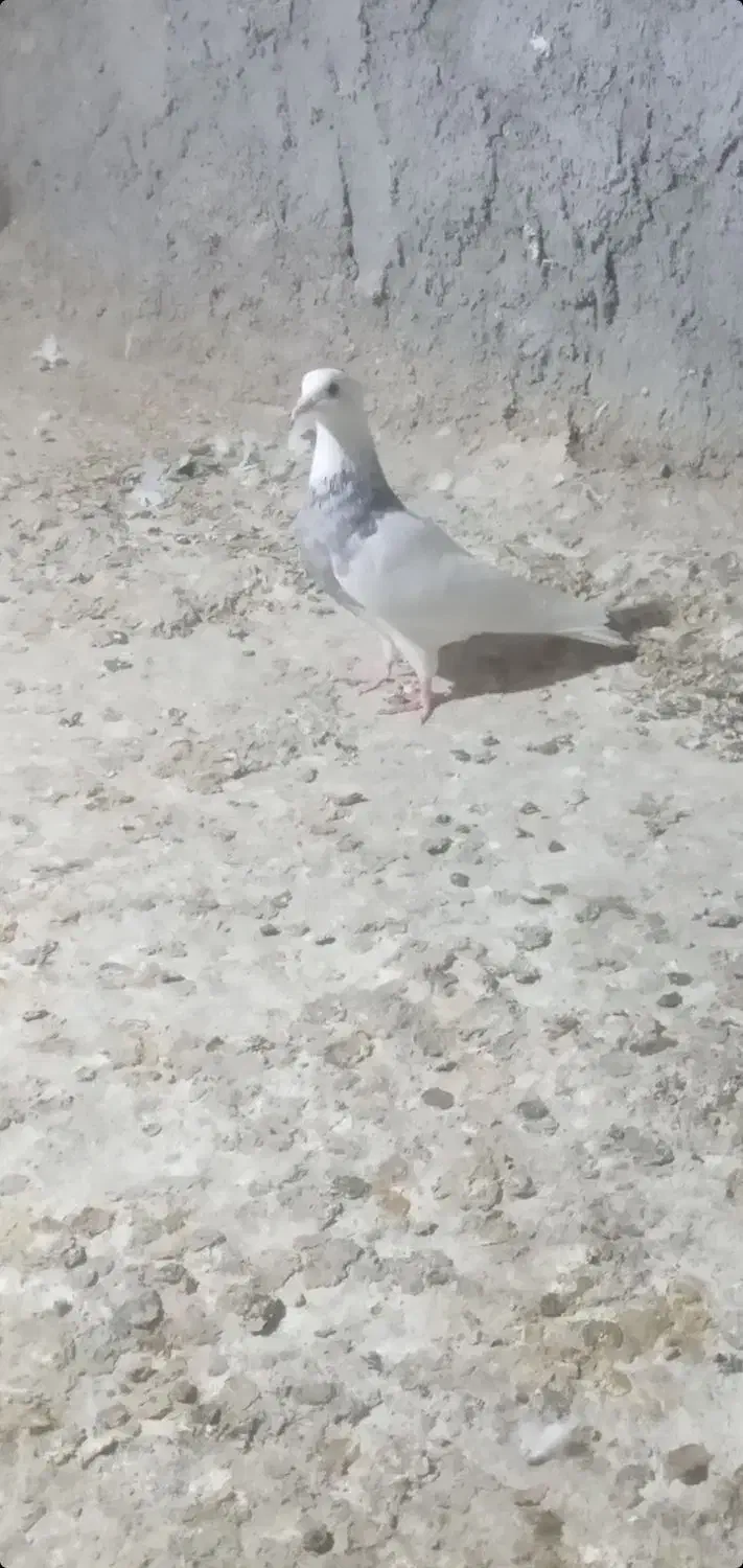 طوقی ماده|پرنده|مسجد سلیمان, |دیوار