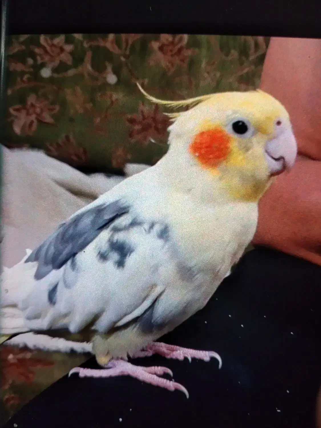 عروس هلندی پرواز کرده|حیوانات|اهواز, کیانشهر|دیوار