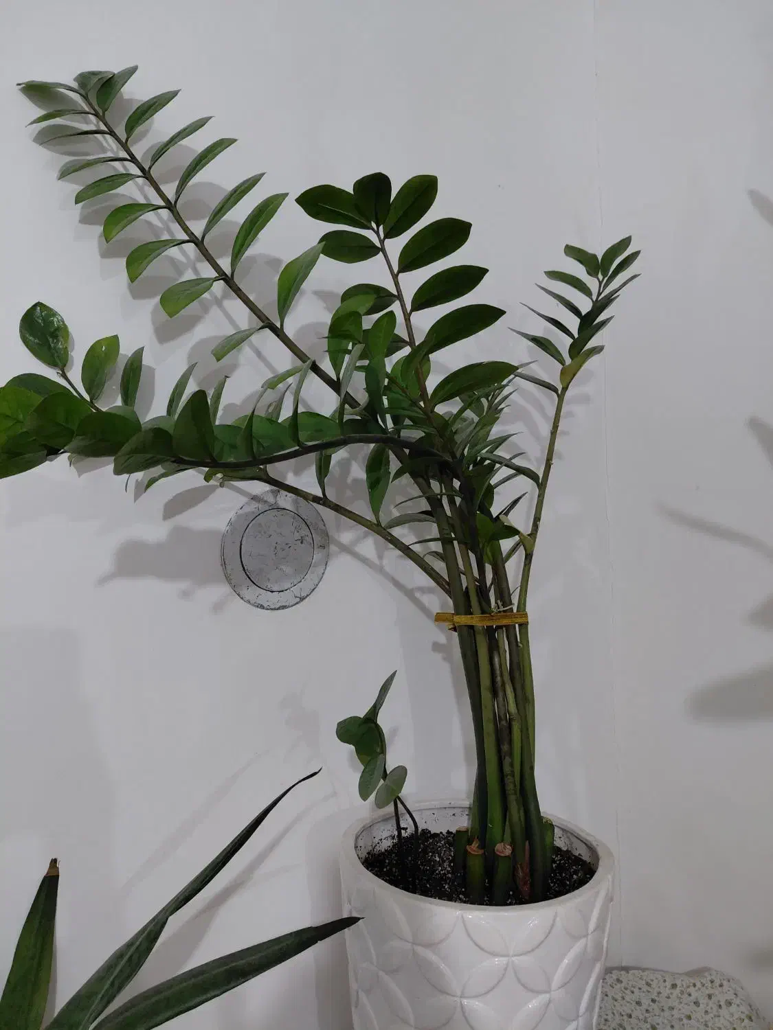 گل و گیاه آپارتمانی|گل و گیاه طبیعی|بندر ماهشهر, |دیوار