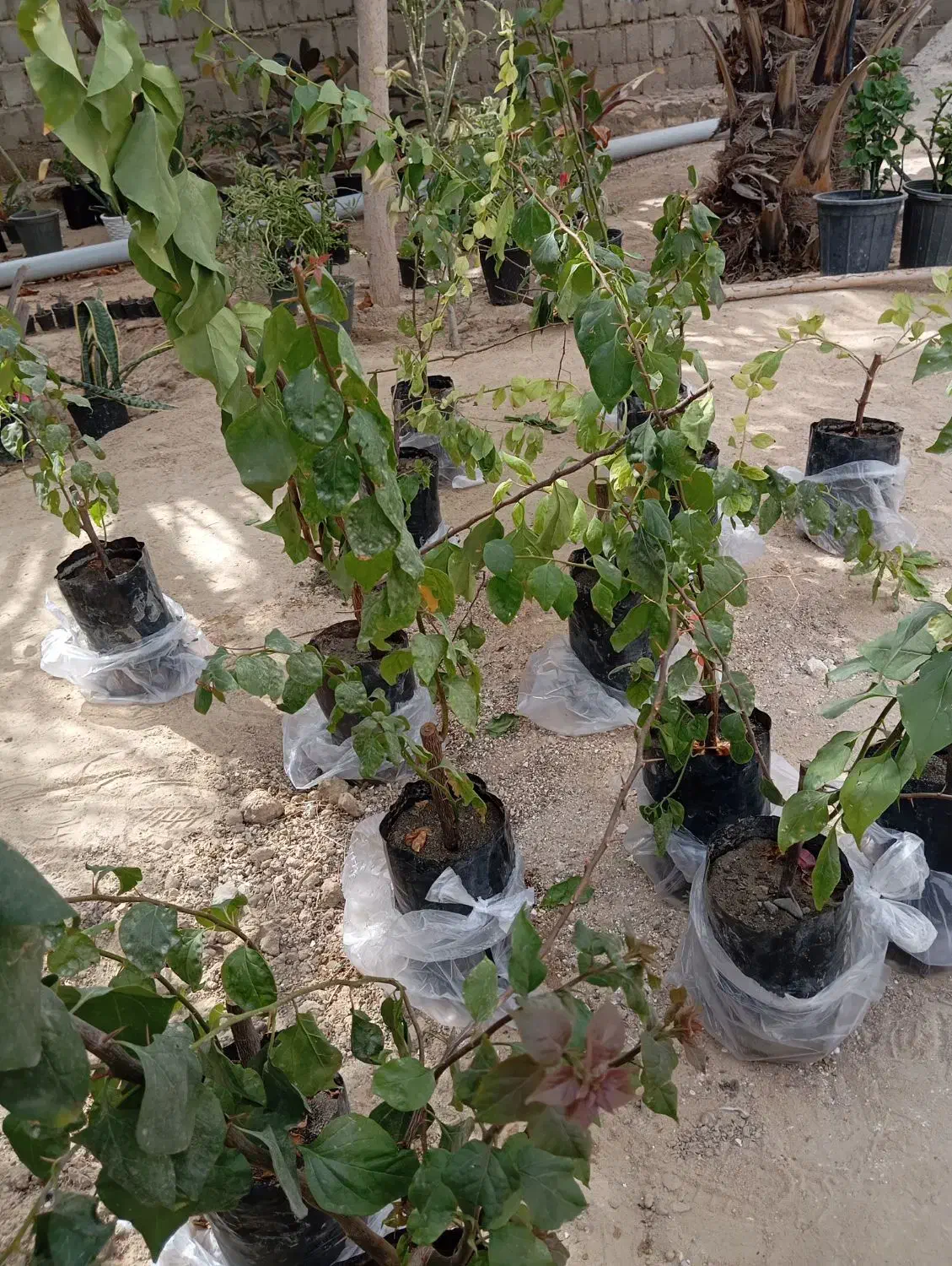 گل کاغذی|گل و گیاه طبیعی|قشم, |دیوار