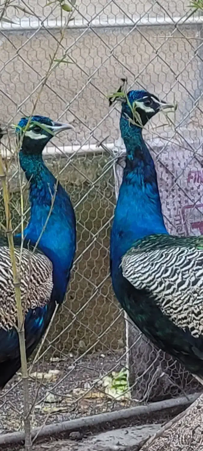 طاووس هندی ومصری|پرنده|محمودآباد, |دیوار