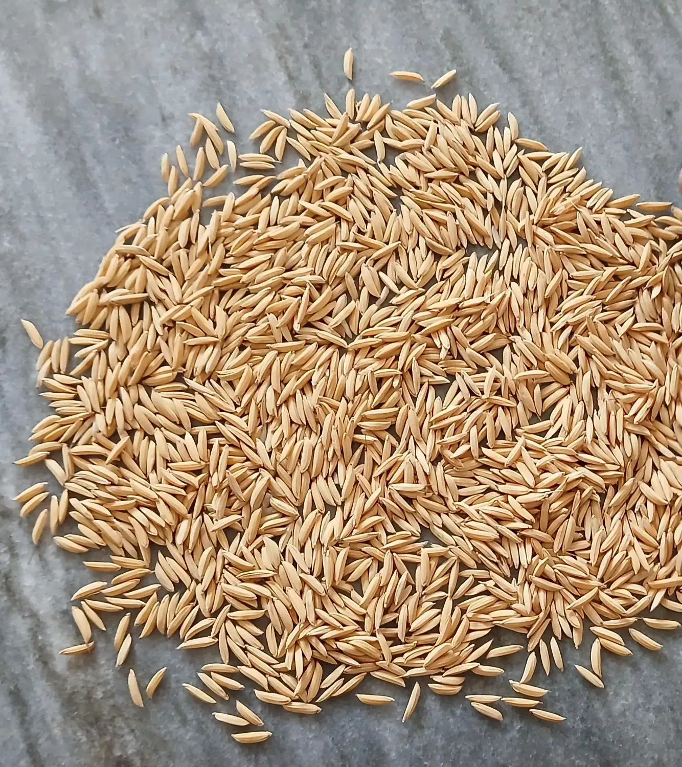 شالی دم سیاه قلم درشت به شرط|عمدهفروشی|گنبد کاووس, |دیوار