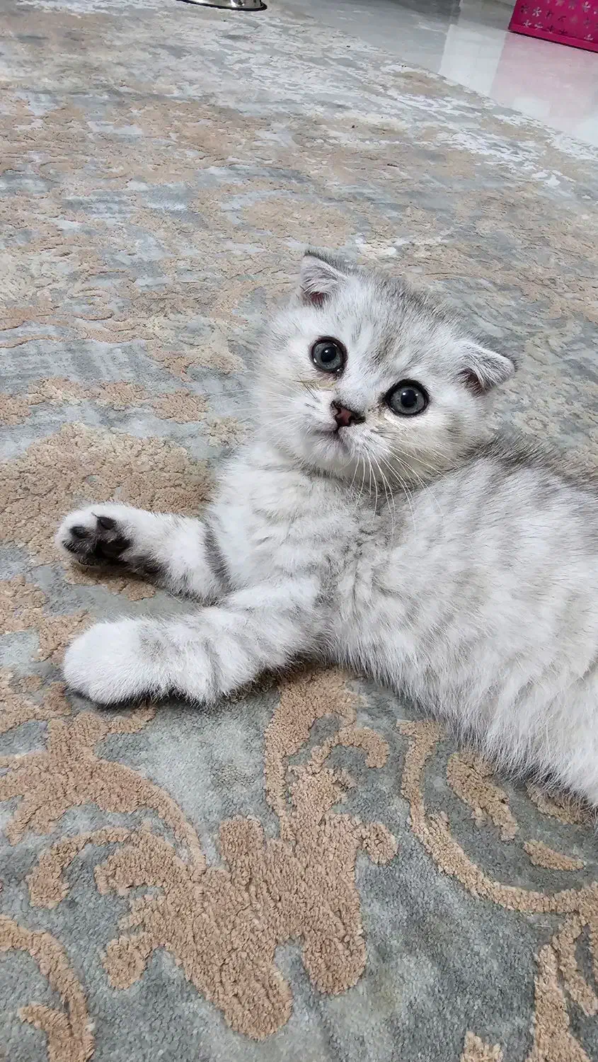 واگذاری گربه اسکاتیش|گربه|همدان, |دیوار