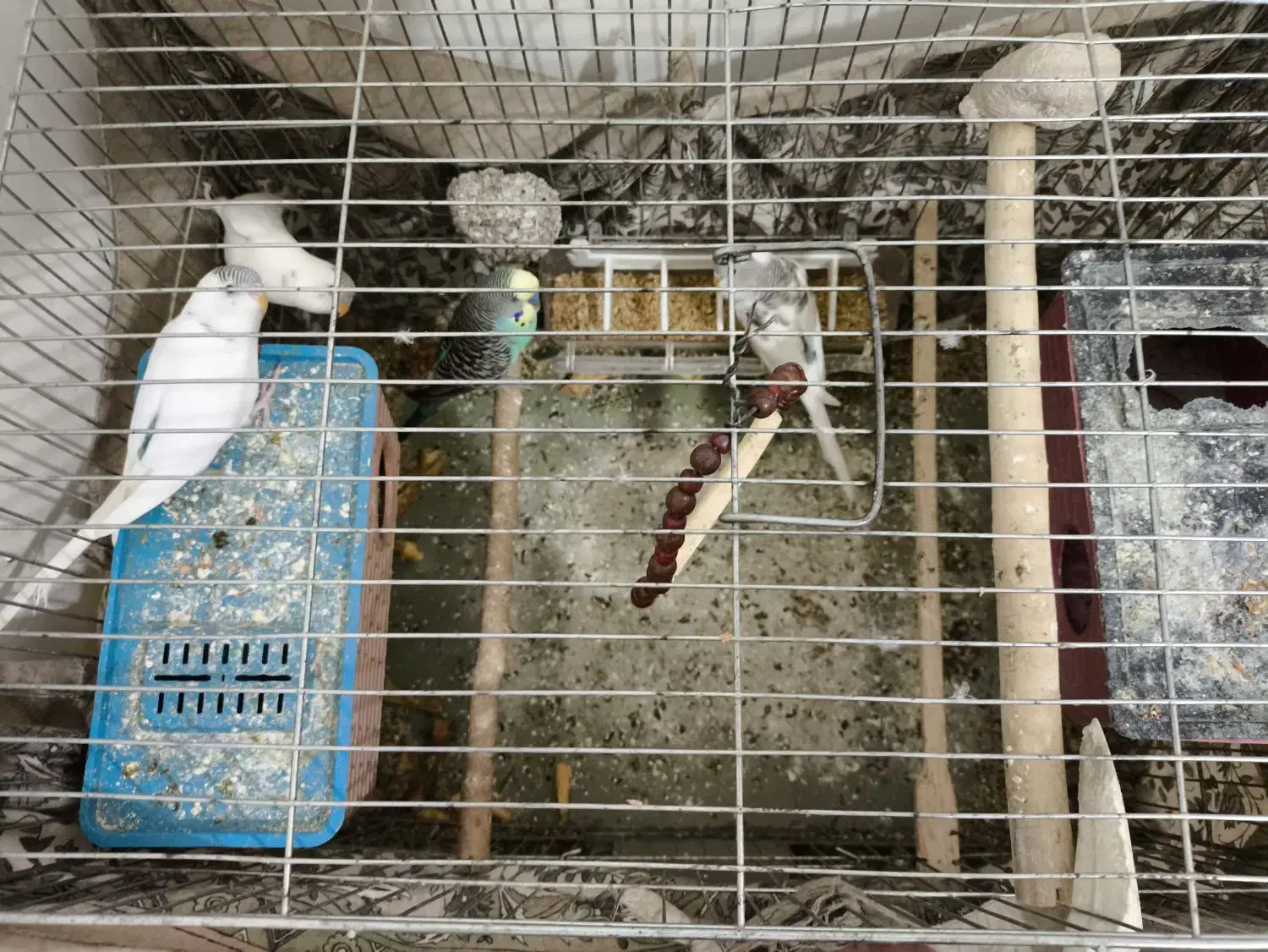 مرغ عشق|پرنده|سردشت, |دیوار