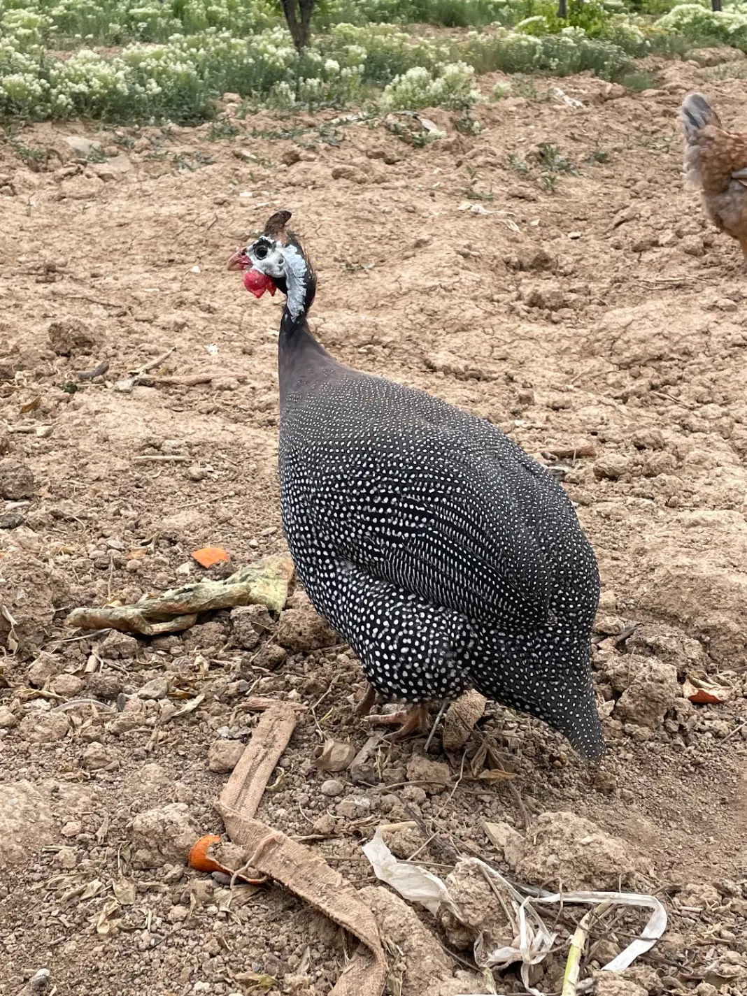 غاز|حیوانات مزرعه|کبودرآهنگ, |دیوار