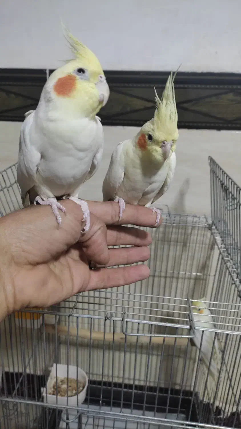 عروس هلندی|پرنده|مهاجران, |دیوار