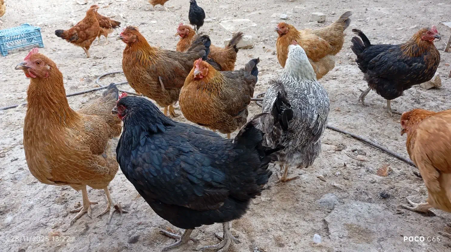 مرغ محلی جوان تخم گذار|حیوانات مزرعه|شیروان (خراسان), |دیوار