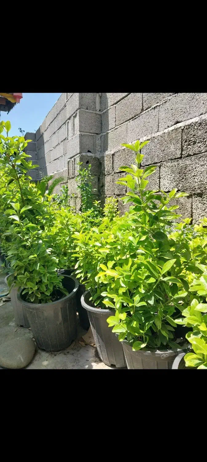 پالم ، یوکا ، شمشاد|خدمات باغبانی و درختکاری|کلاچای, |دیوار