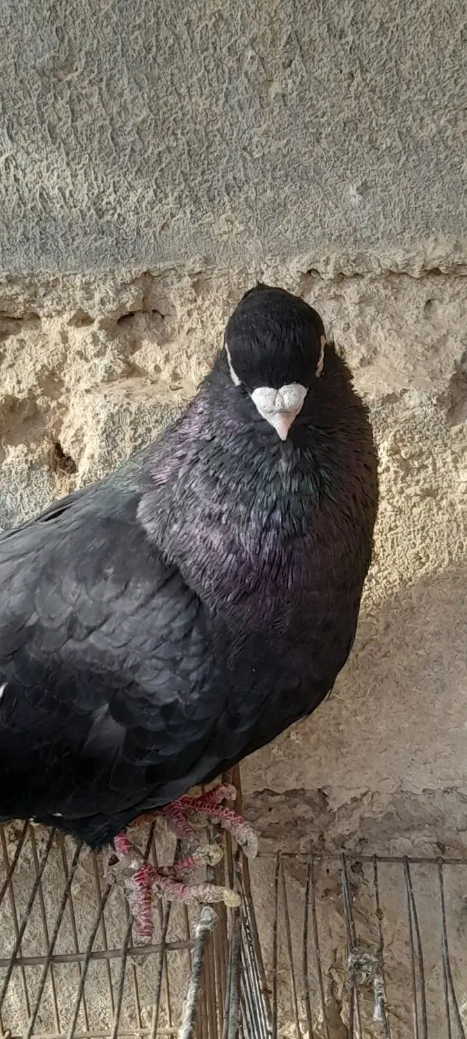 صرب|پرنده|لیلان, |دیوار