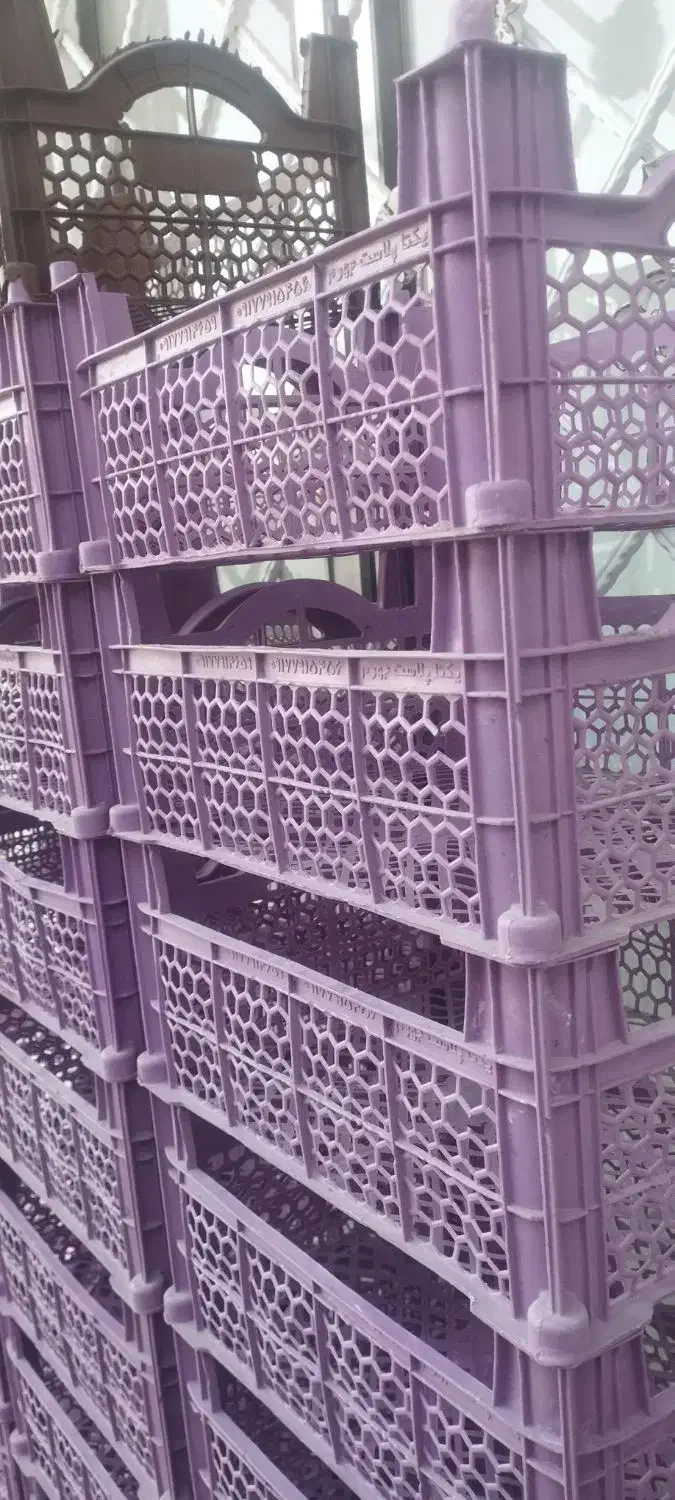 سبد میوه|ظروف نگهدارنده، پلاستیکی، یک‌بارمصرف|مرودشت, استادیوم‎|دیوار