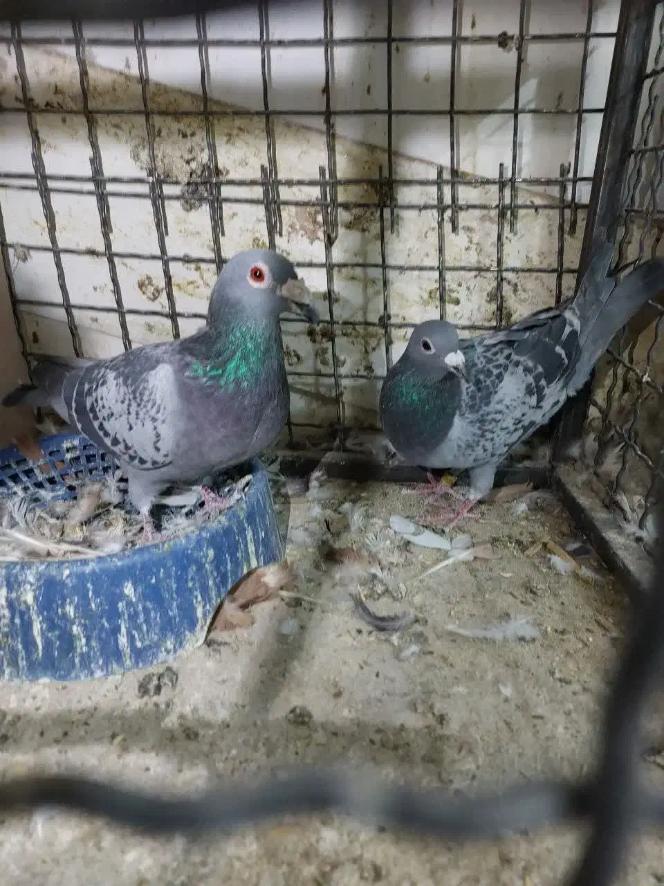 کفتر پلاکی مسافتی|پرنده|مشهد, شهرک مهرگان|دیوار