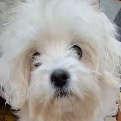 سگ شیتزو|سگ|شهرکرد, |دیوار