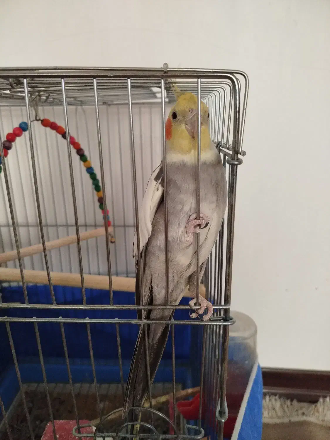 عروس هلندی نرو ماده|پرنده|برخوار, |دیوار