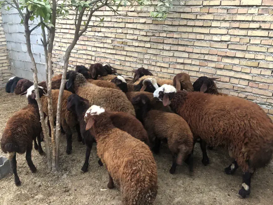 فروش بره های پروار شده|حیوانات مزرعه|مینودشت, |دیوار