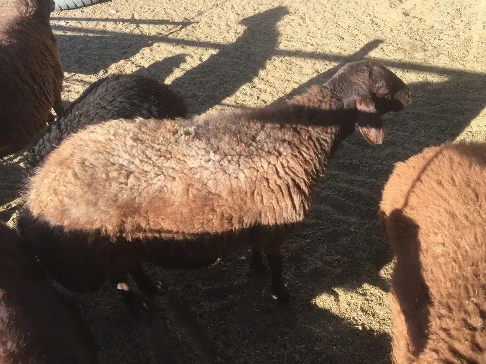 دو عدد میش افشاری درشت|حیوانات مزرعه|تربت‌حیدریه, ترمینال|دیوار