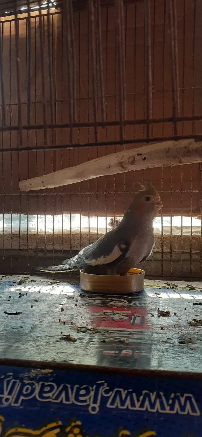 عروس هلندی|پرنده|رودسر, |دیوار