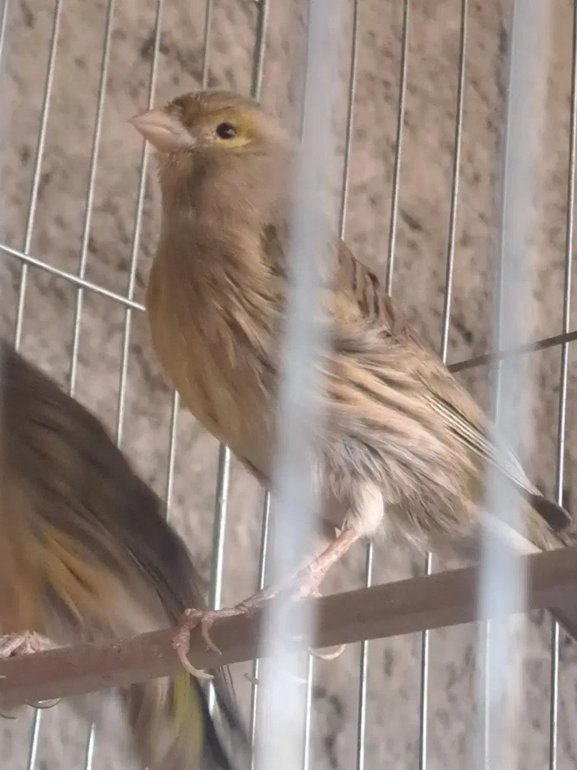 قناری|پرنده|کرمان, |دیوار