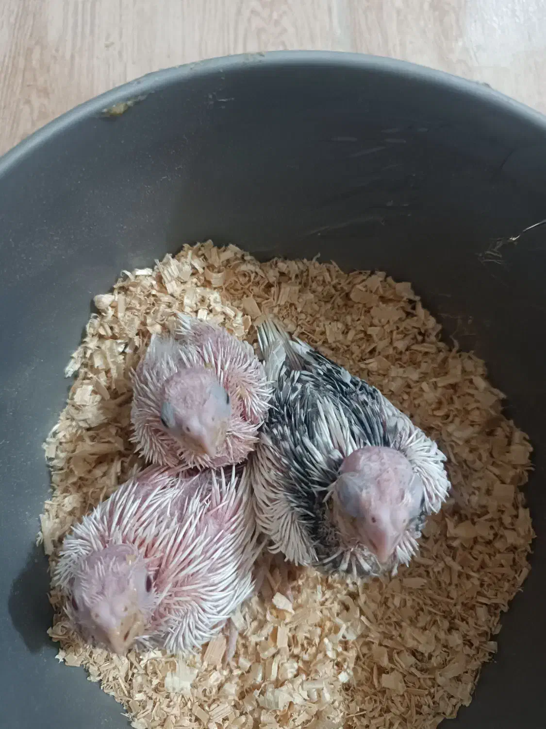 جوجه عروس هلندی|پرنده|یزد, |دیوار