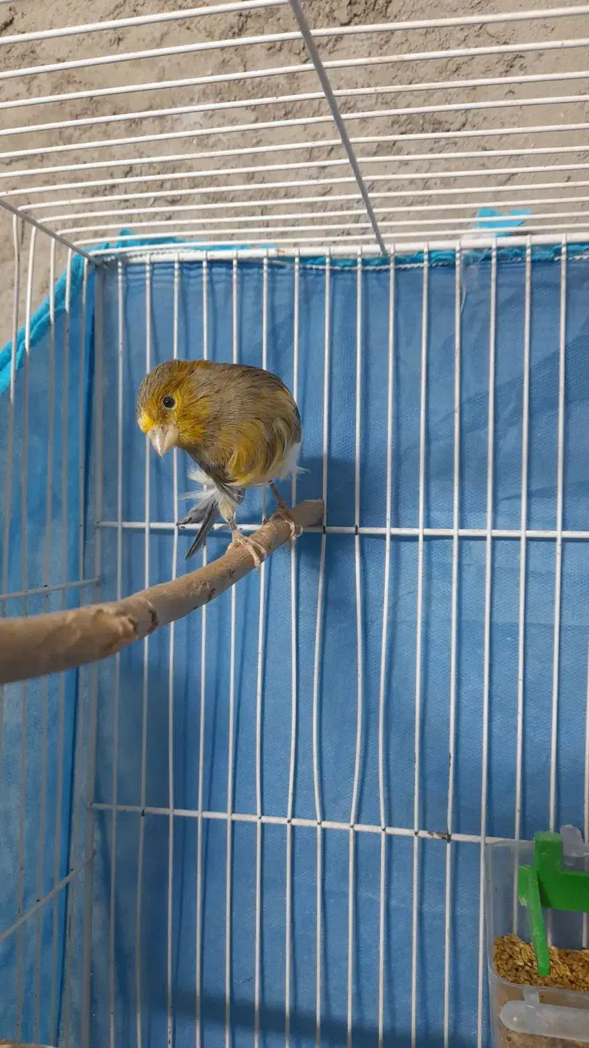 جوجه عروس هلندی و قناری|پرنده|خاش, |دیوار