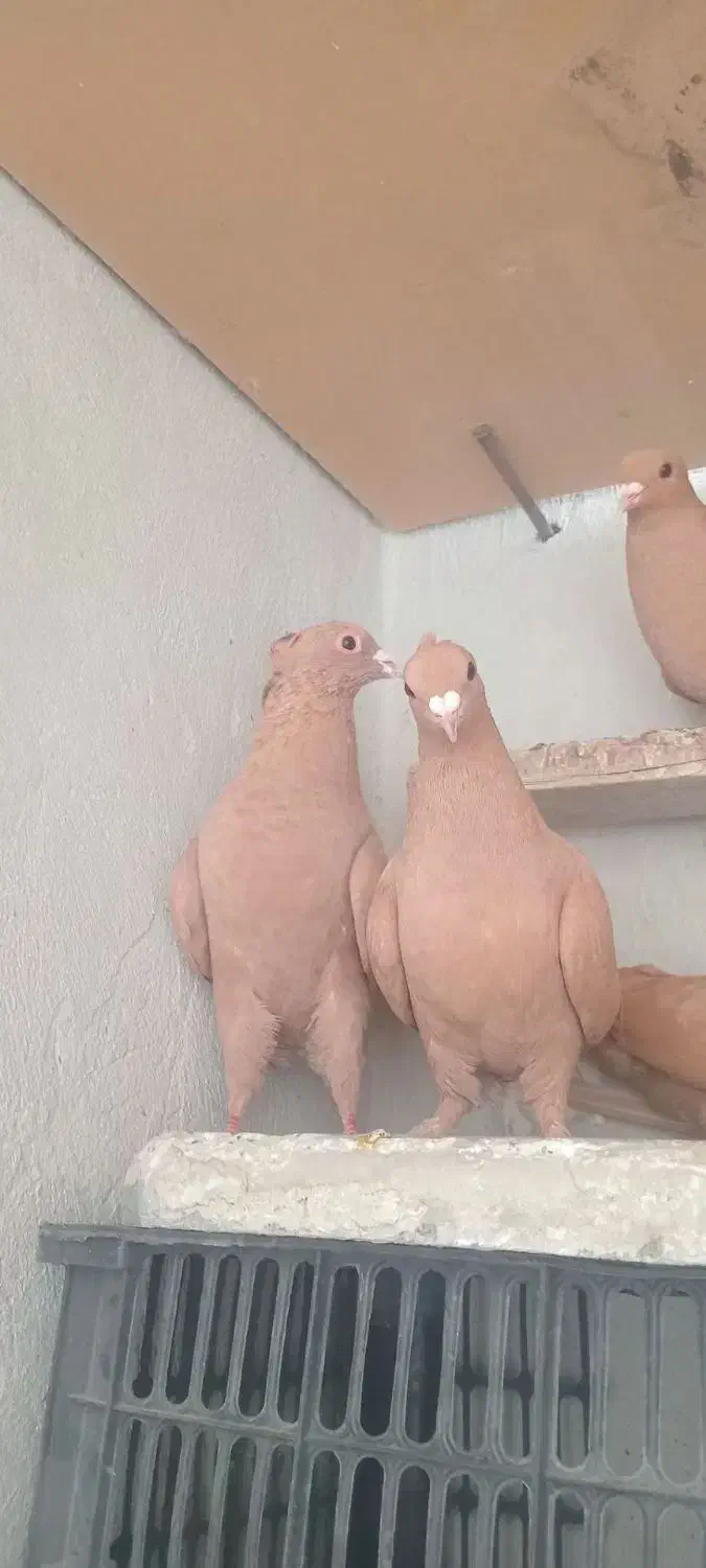 دو جفت نرماده زرد کرمانی|پرنده|مه ولات, |دیوار