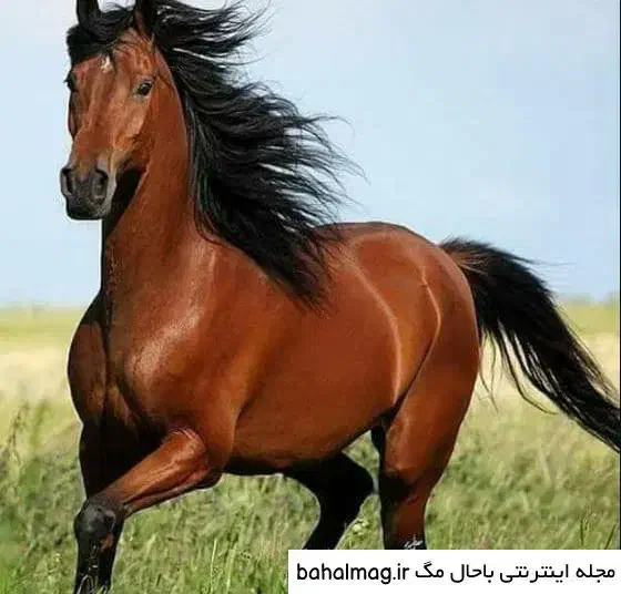 فروش اسب مادیان|اسب و تجهیزات اسبسواری|آران و بیدگل, |دیوار