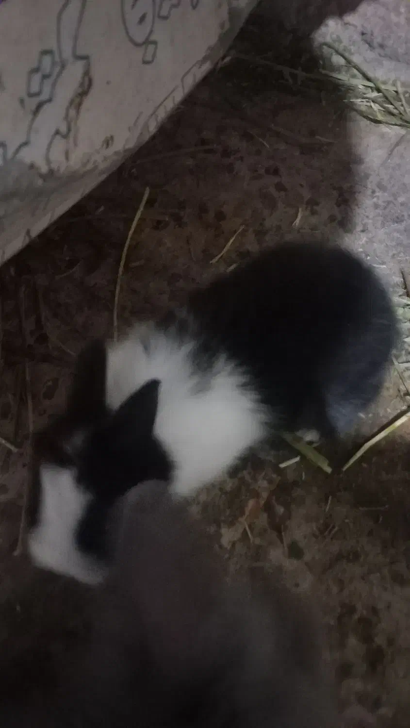 حیوان خانگی|موش و خرگوش|شوش, |دیوار