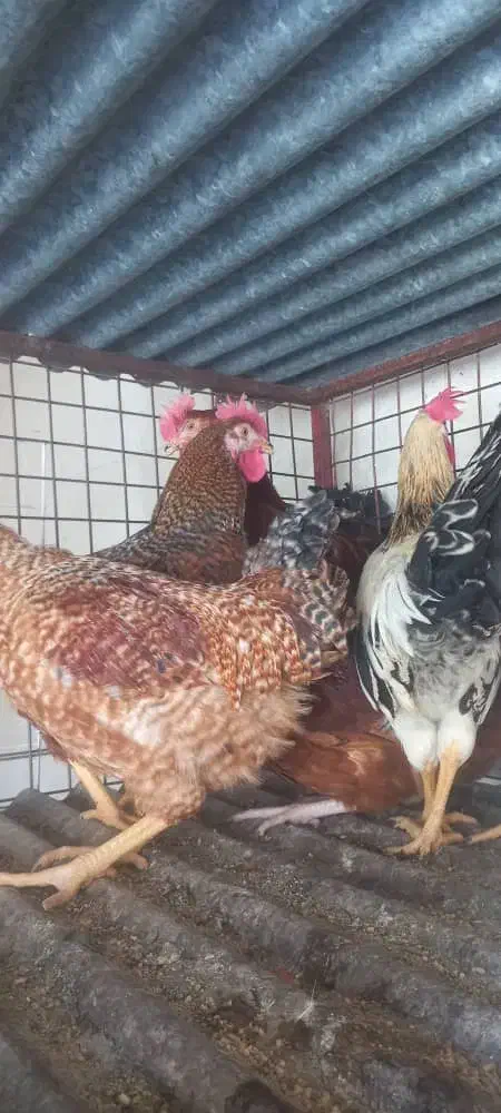 خروس و مرغ محلی ،مرغ عشق، عروس هلندی|حیوانات مزرعه|شیراز, بید زرد|دیوار