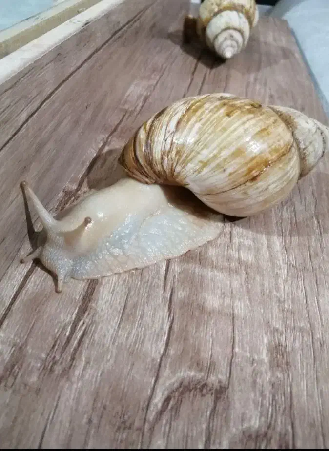 حلزون achatina|خزنده|اصفهان, بهارستان|دیوار