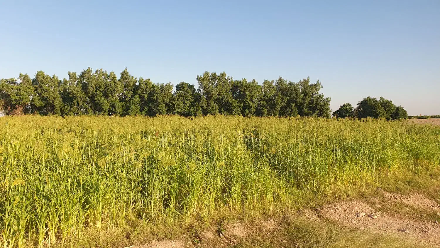 با سلام نیم هکتار جارو|فروش دفتر صنعتی، کشاورزی، تجاری|اندیمشک, |دیوار