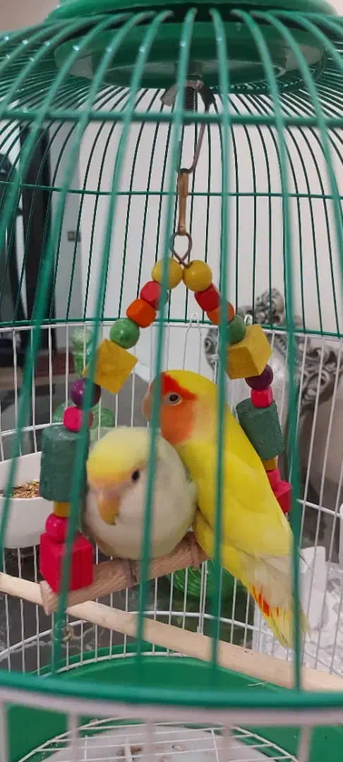 طوطی برزیلی جفت|پرنده|تهران, جمال‌زاده|دیوار