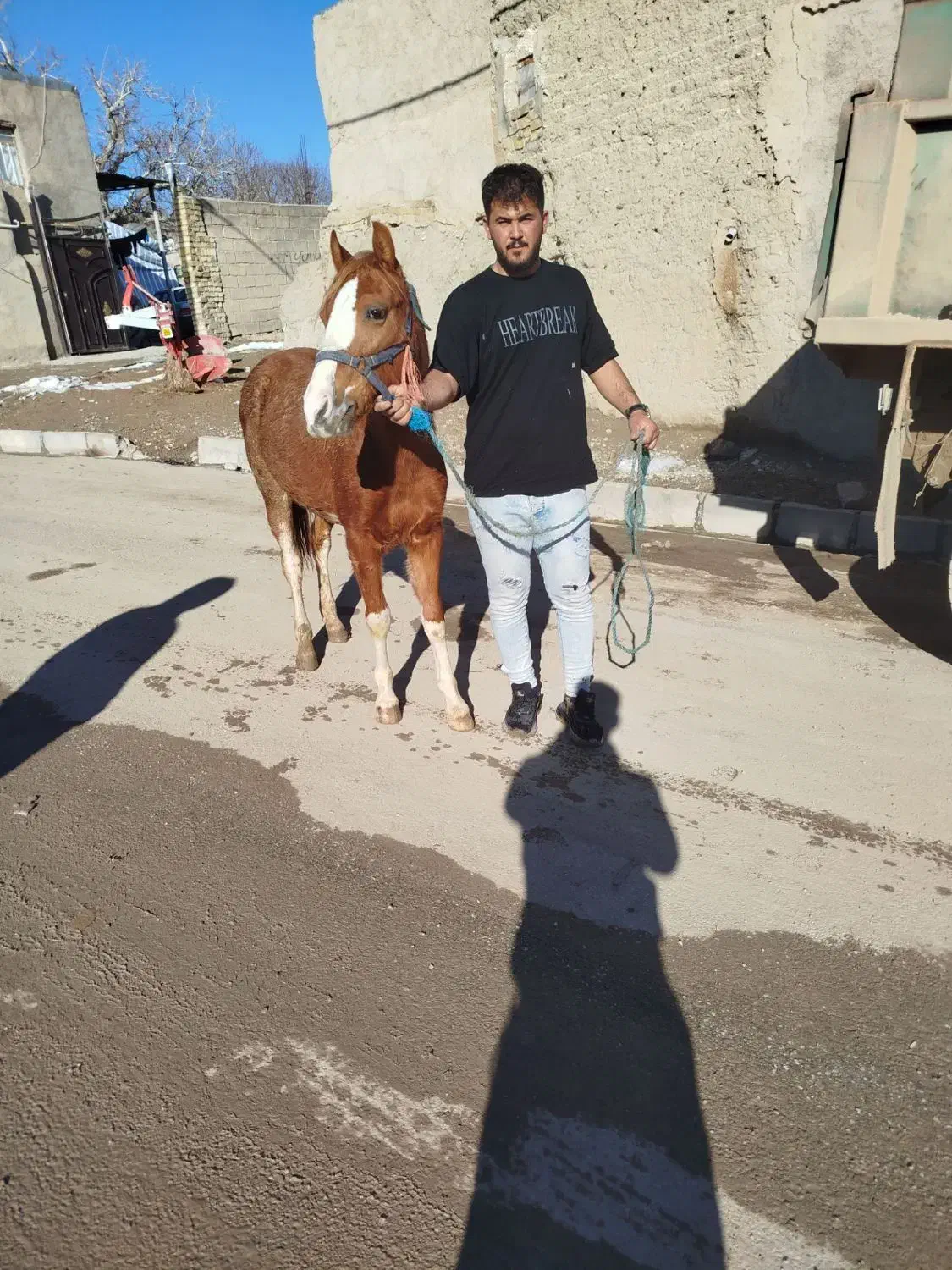 اسب کره|حیوانات مزرعه|ضیاء آباد, |دیوار