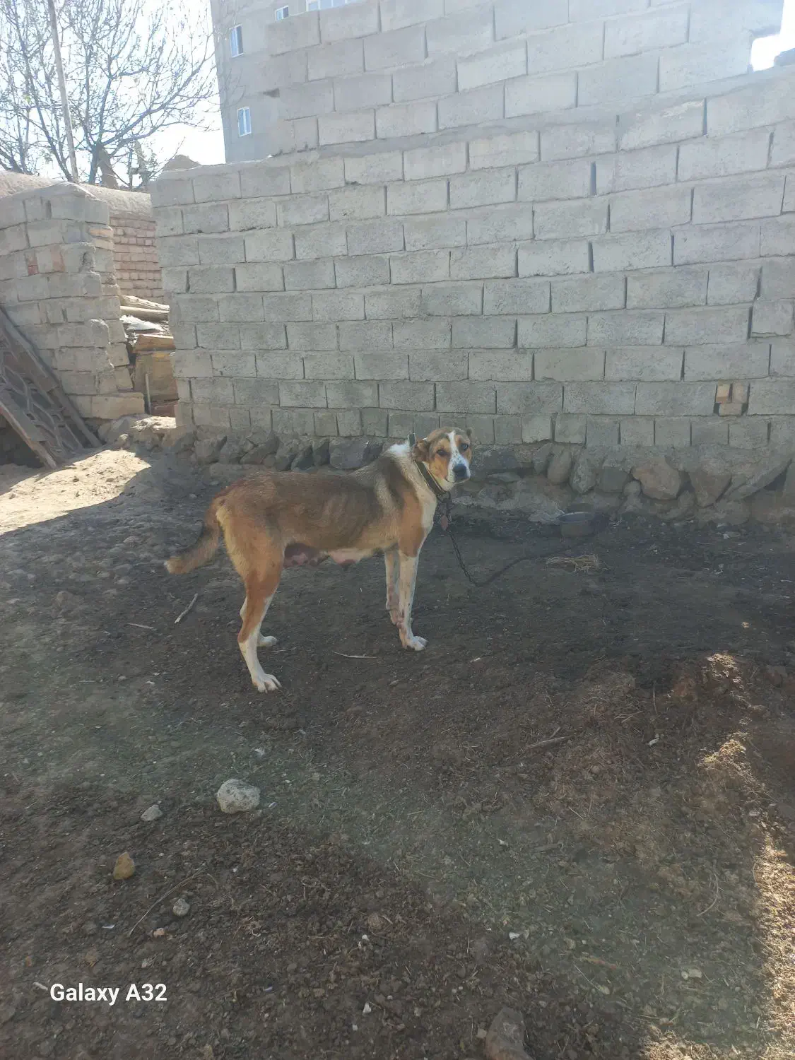 یک ماده عدد بفرش میرست نبودنه جا|سگ|اردبیل, |دیوار