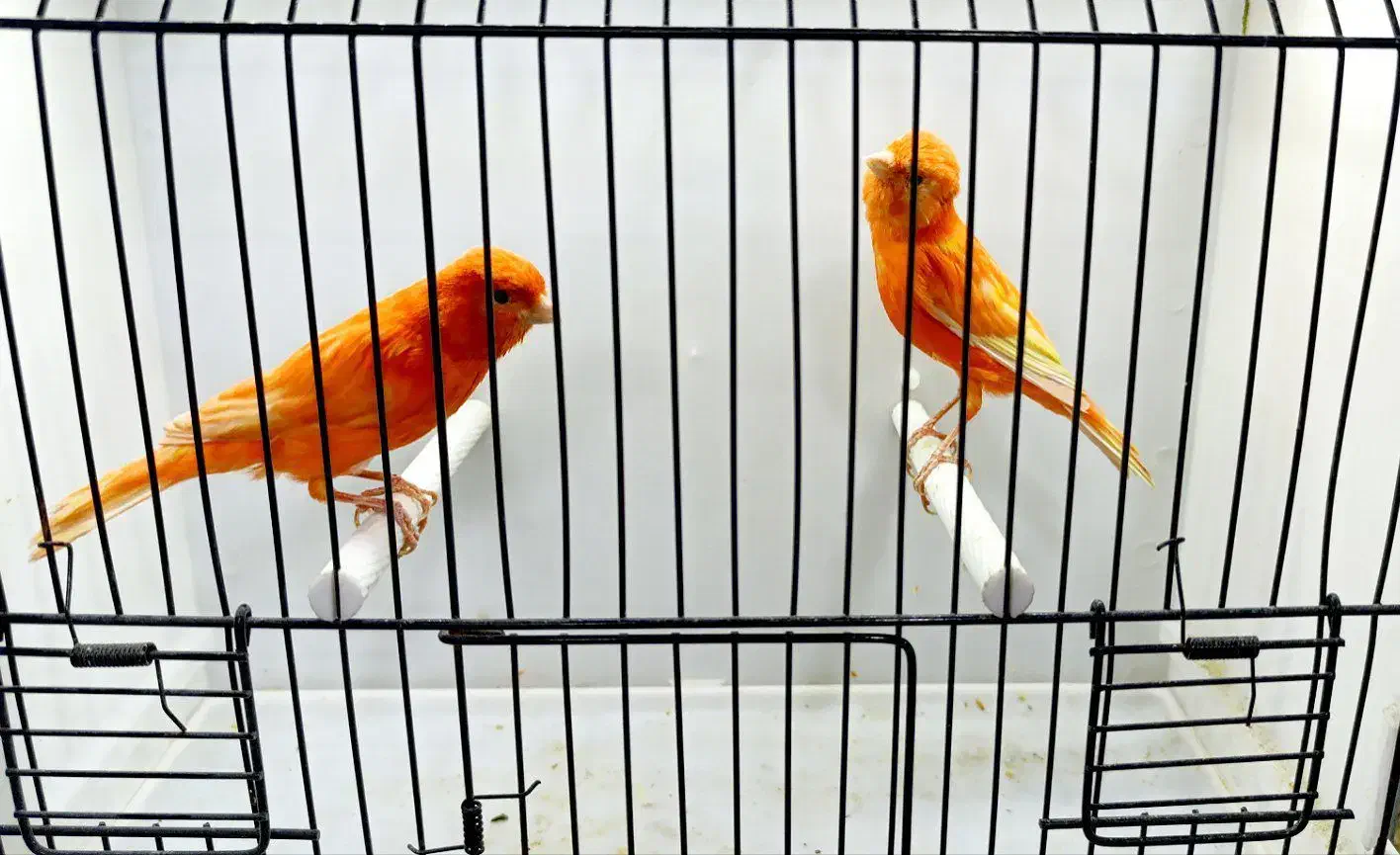 انواع پرنده گرینچیک، خورشیدی، عروس، قناری، فنچ|پرنده|بیرجند, |دیوار