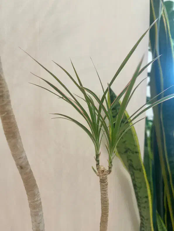 گیاه طبیعی دراسنا با گلدان و با جوانه ی تازه|گل و گیاه طبیعی|تهران, صادقیه|دیوار