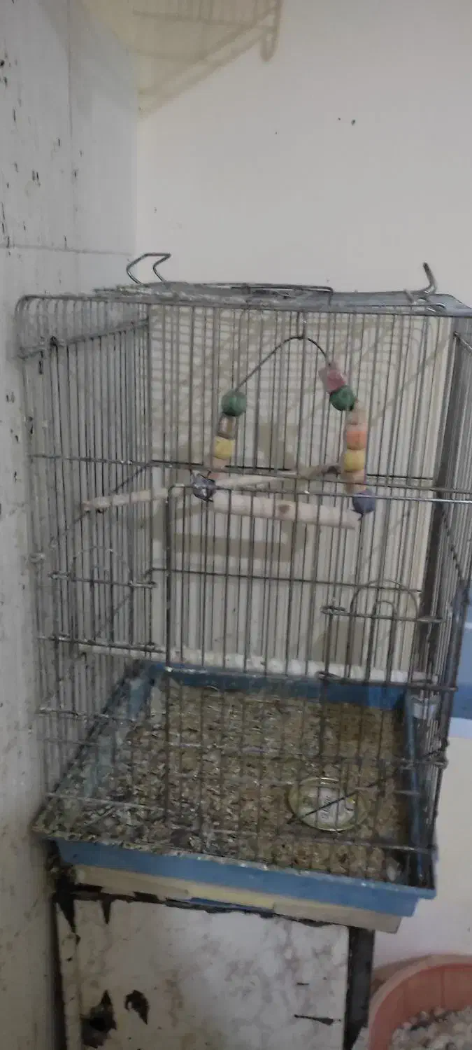 قفس کاسکویی بزرگ جنس ضخیم|لوازم جانبی حیوانات|سبزوار, شرق کال عیدگاه|دیوار