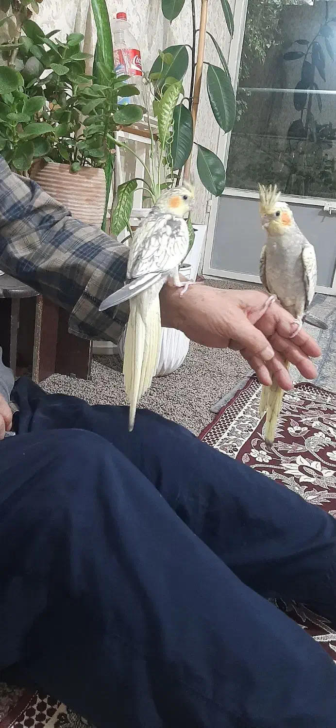 عروس هلندی گل باقالی|پرنده|گلستان (تهران), |دیوار