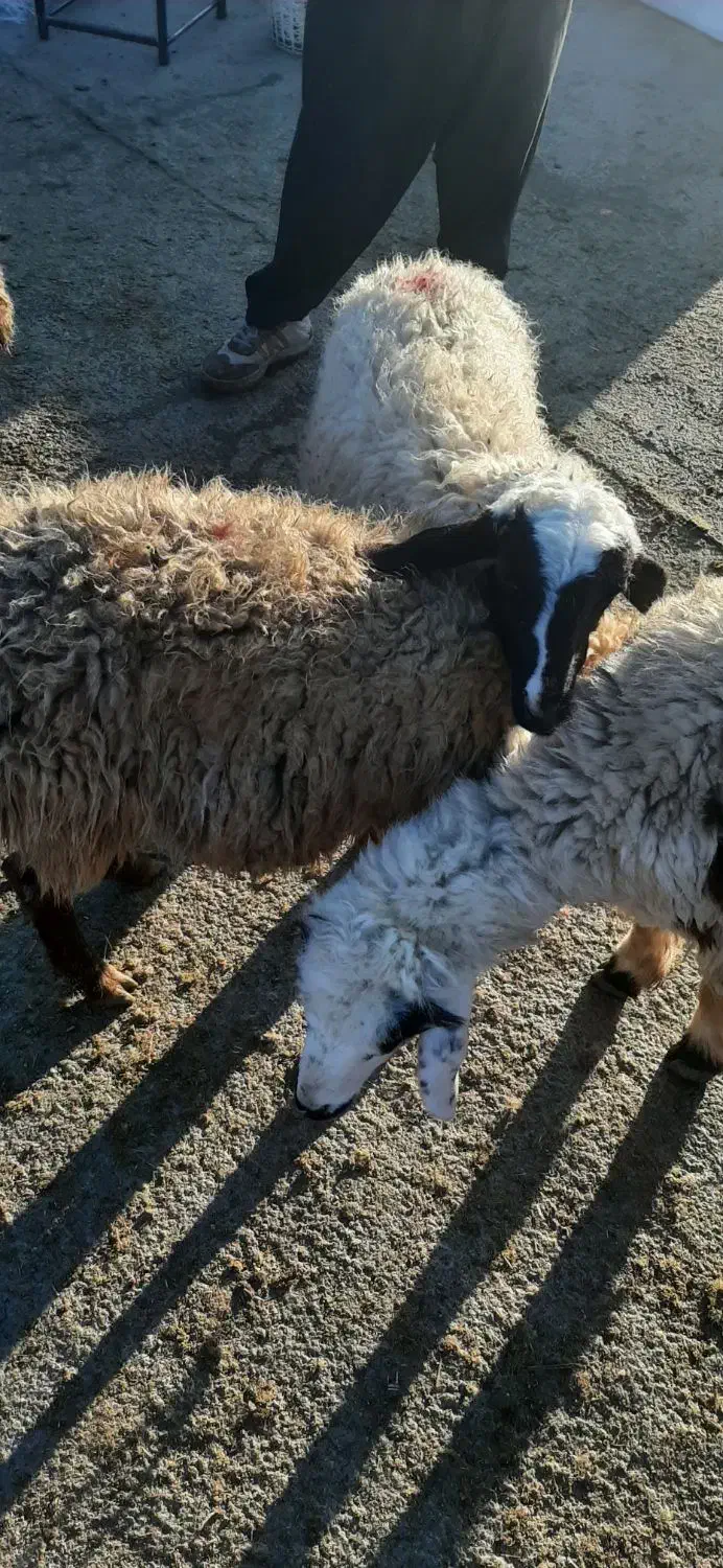 بره. گوسفند|حیوانات مزرعه|ماهیدشت, |دیوار